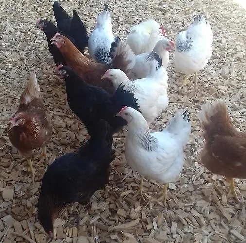 Apartament Fingerhof *