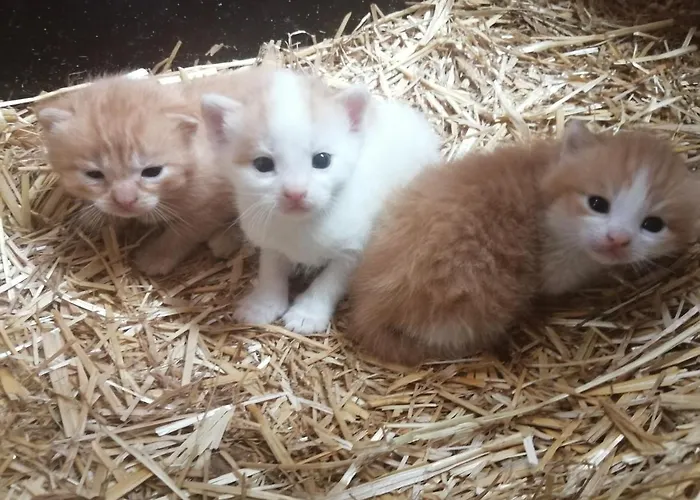 Apartamento Fingerhof