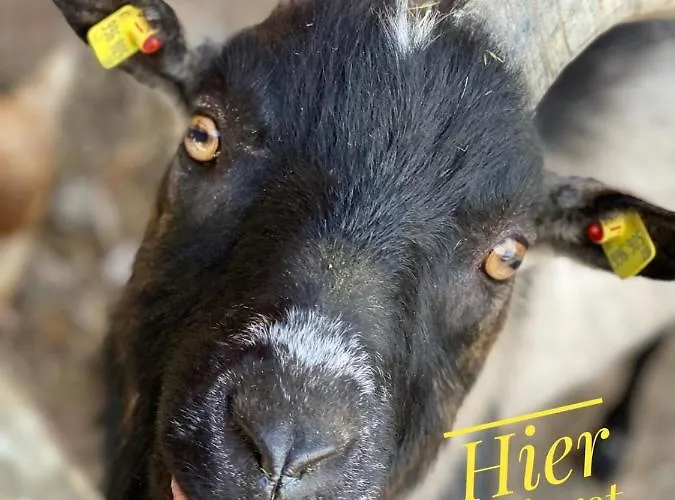 Apartmán Fingerhof Flachau