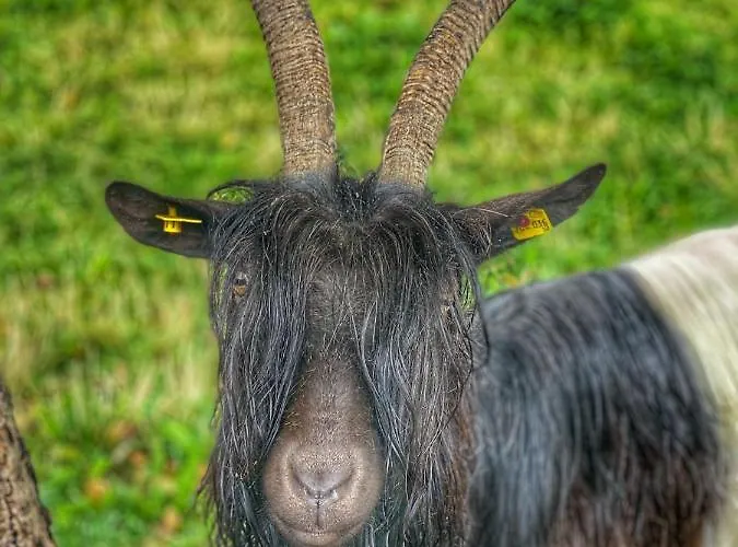 Apartament Fingerhof Flachau